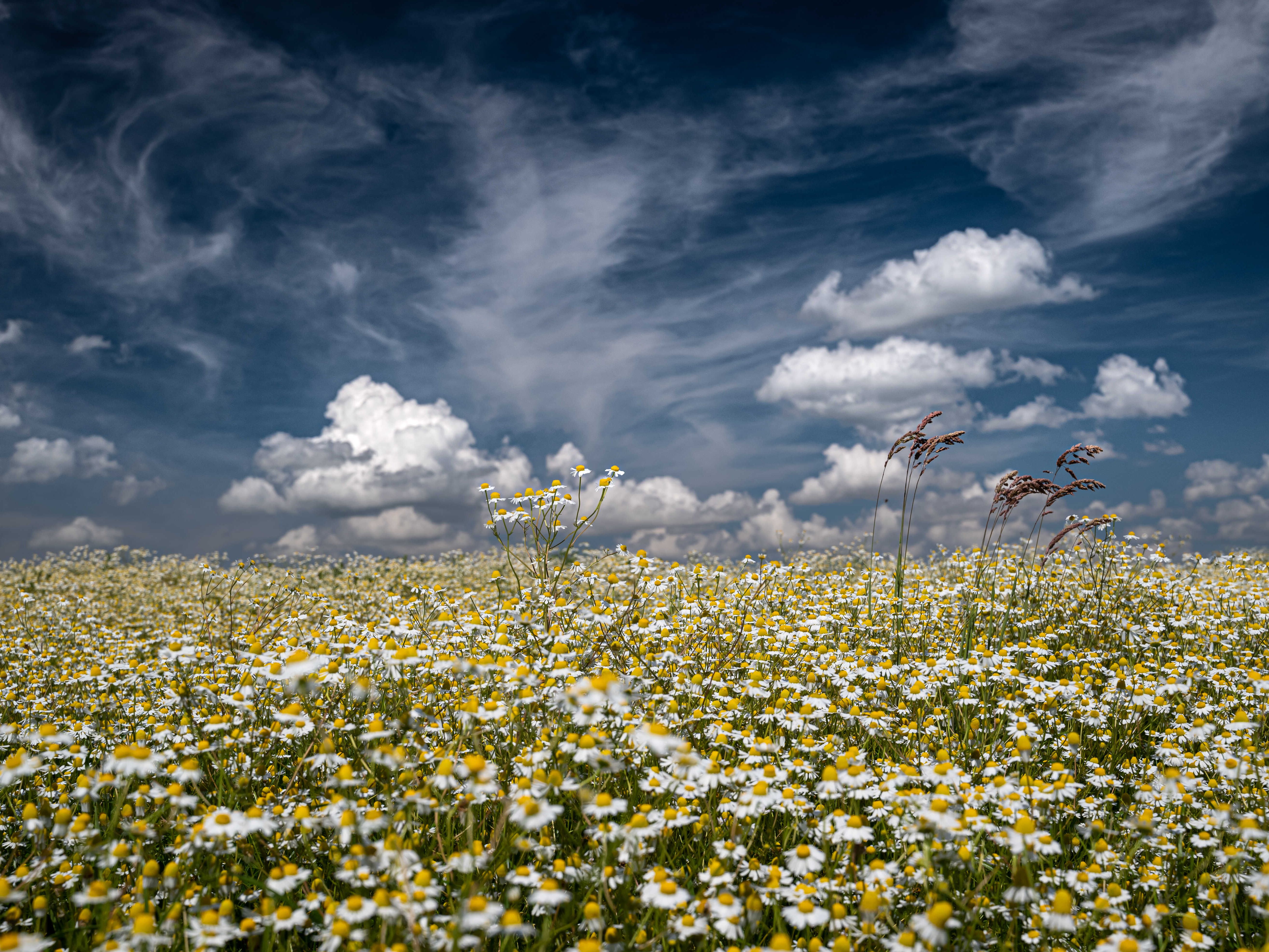 1  Dejan Adi Polja Kamilice Na Bilogori Bb